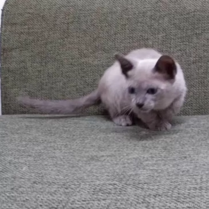 トンキニーズ【群馬県・男の子・2025年8月20日・ナチュラルミンク】の写真1