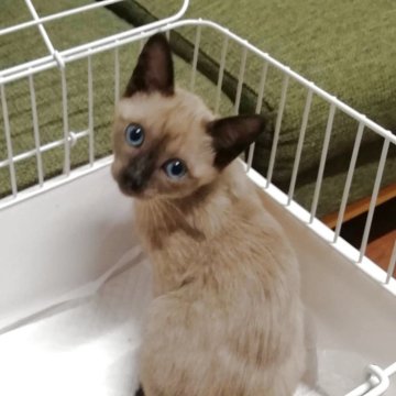 トンキニーズ【群馬県・男の子・2025年8月20日・ナチュラルミンク】の写真「可愛い顔の男の子です。」