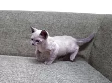 トンキニーズ【群馬県・男の子・2025年8月20日・ナチュラルミンク】の写真2