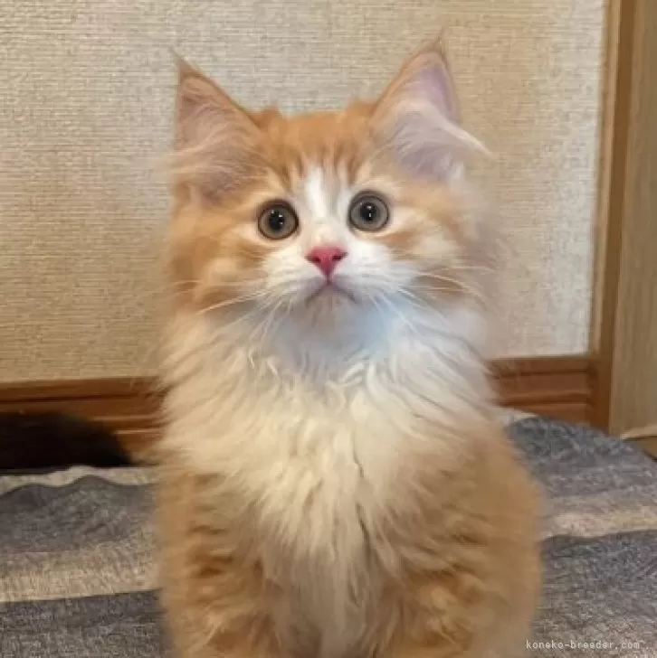 ID:2405-00935の子猫