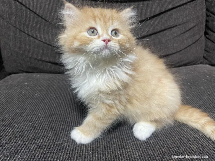 ID：2102-01050の子猫