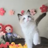 ラグドール【大阪府・女の子・2025年1月17日・シールポイントバイカラー】の写真1「元気いっぱいスクスク成長中」