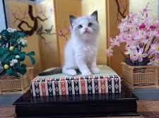 ラグドール【大阪府・女の子・2025年1月17日・シールポイントバイカラー】の写真5「お雛様」