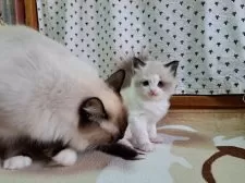 ラグドール【大阪府・女の子・2025年1月17日・シールポイントバイカラー】の写真7