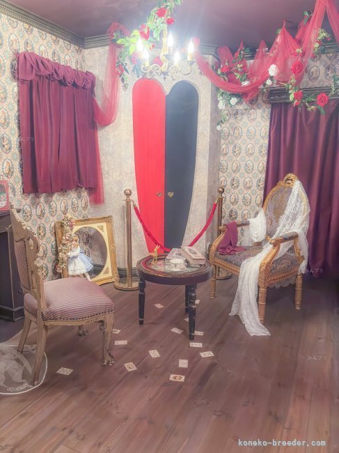 佐野　綾子(さの　あやこ)ブリーダー(静岡県・ミヌエットなど・TICA/ECC/GCS登録)の紹介写真2