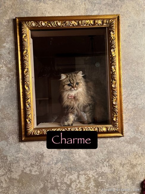 ペルシャ(チンチラ)【・女の子・2023年7月18日・チンチラゴールデン】「愛嬌NO.1♡可愛いChalme♪」