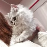 ミヌエット(長足)【静岡県・男の子・2025年8月14日・ブラックシルバーマッカレルタビー&ホワイト】の写真8