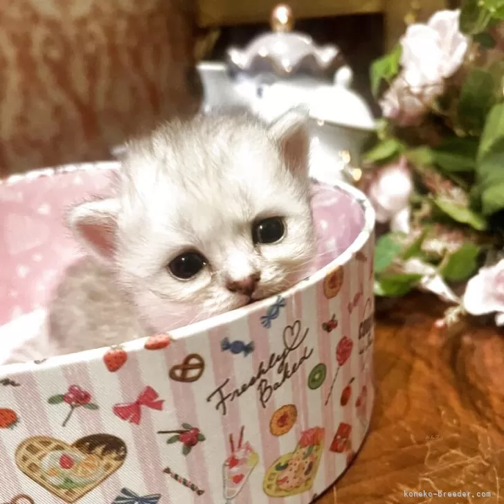 ID：2508-02372の子猫