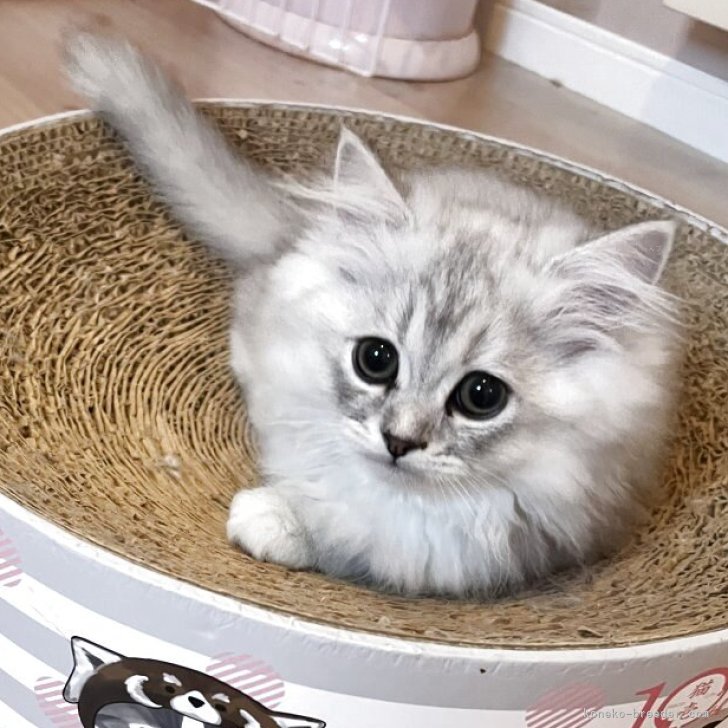 ブリーダー画像