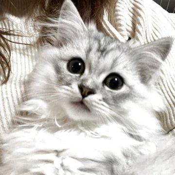 ミヌエット(長足)【静岡県・男の子・2025年8月14日・ブラックシルバーマッカレルタビー&ホワイト（長毛）】の写真「お目目ﾊﾟｯﾁﾘ✨ｲｹﾒﾝ王子様♥」