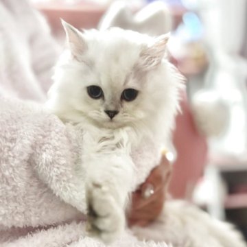 ミヌエット(長足)【静岡県・女の子・2025年8月14日・ブルーポイント（長毛）】の写真「人懐っこいﾎﾜｲﾄｶﾗｰのくまちゃん💟」