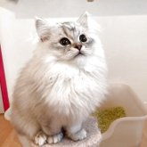 ミヌエット(長足)