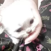ミヌエット(長足)