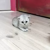 ミヌエット(短足)【静岡県・女の子・2025年8月14日・ブラックシルバーマッカレルタビー&ホワイト】の写真5「ちょこん♡生後22日目♥」