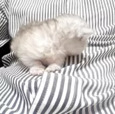 ミヌエット(短足)【静岡県・女の子・2025年8月14日・ブラックシルバーマッカレルタビー&ホワイト】の写真3「短足ちゃん♡」