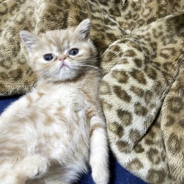 エキゾチックショートヘア【千葉県・男の子・2025年5月11日・レッドタビー】の写真「甘えん坊でお腹の上に来て寝ます💤」