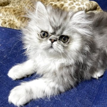 エキゾチックショートヘア【千葉県・男の子・2025年4月6日・シルバータビー（ロング）】の写真「人が大好きな甘えん坊です🐈」