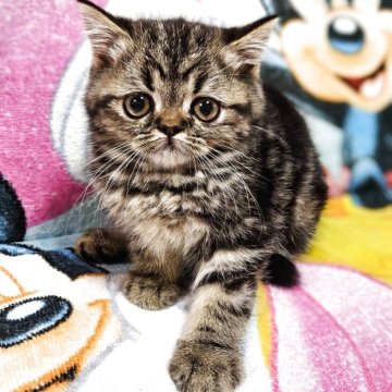 エキゾチックショートヘア【千葉県・男の子・2025年7月29日・ブラウンタビー】の写真「小顔で色がハッキリしたイケメン君🐈」