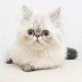 エキゾチックショートヘア