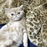 エキゾチックショートヘア