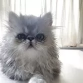 エキゾチックショートヘア