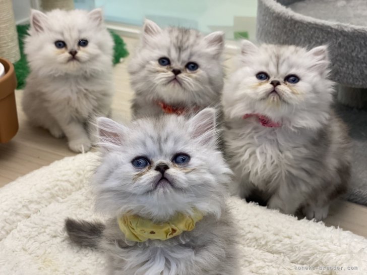 小林　光一(こばやし　こういち)ブリーダー(神奈川県・ブリティッシュショートヘアなど・JCPA登録)の紹介写真7