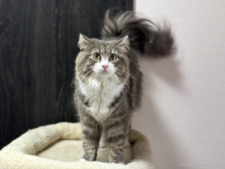 ノルウェージャンフォレストキャット【・女の子・2023年3月18日・ブルータビー＆ホワイト】