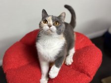 ブリティッシュショートヘア【・女の子・2024年2月14日・ダイリュートキャリコ】