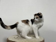 スコティッシュフォールド【・女の子・2020年6月28日・キャリコ】