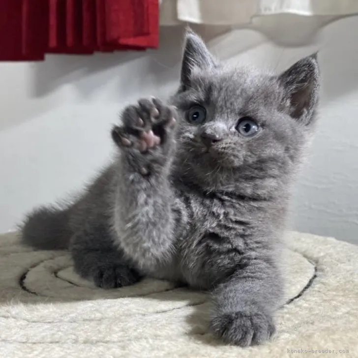 ID:2310-01908の子猫