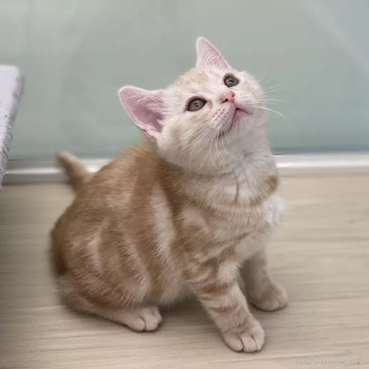 ID：2401-01418の子猫