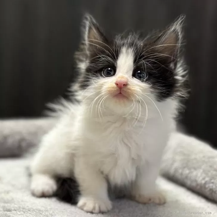 ID：2408-03109の子猫