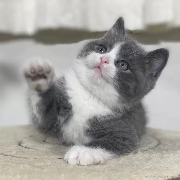 ID：2401-01660の子猫