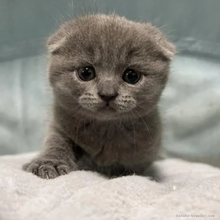 ID:2303-01216の子猫