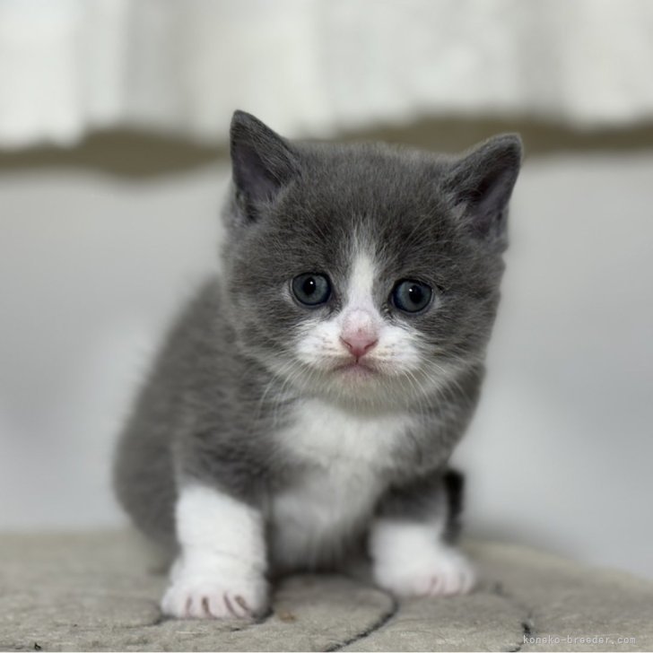 343イギリス買い付け猫の顔型金属製小物入れ重いブロンズ風 バリ猫 ブロンズ像 アジアン オブジェ 置物 高さ48.5cm