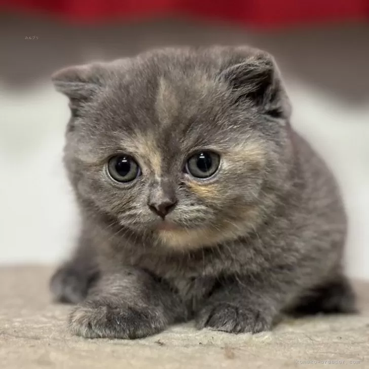 ID:2408-01536の子猫