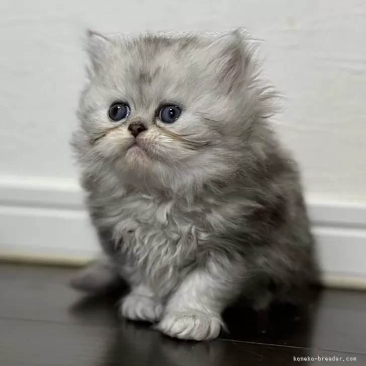 ID:2412-00600の子猫