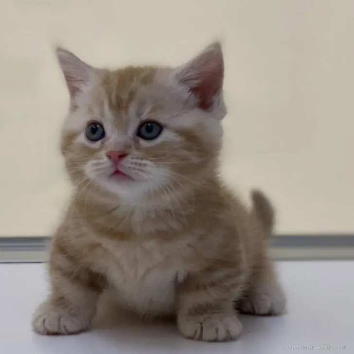 ID:2306-02546の子猫