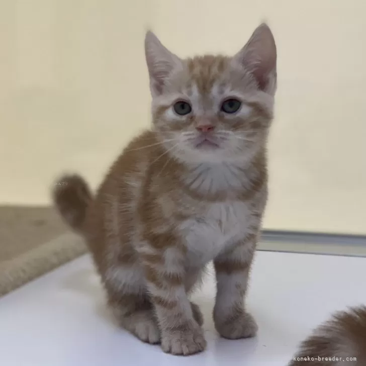 ID：2312-01359の子猫