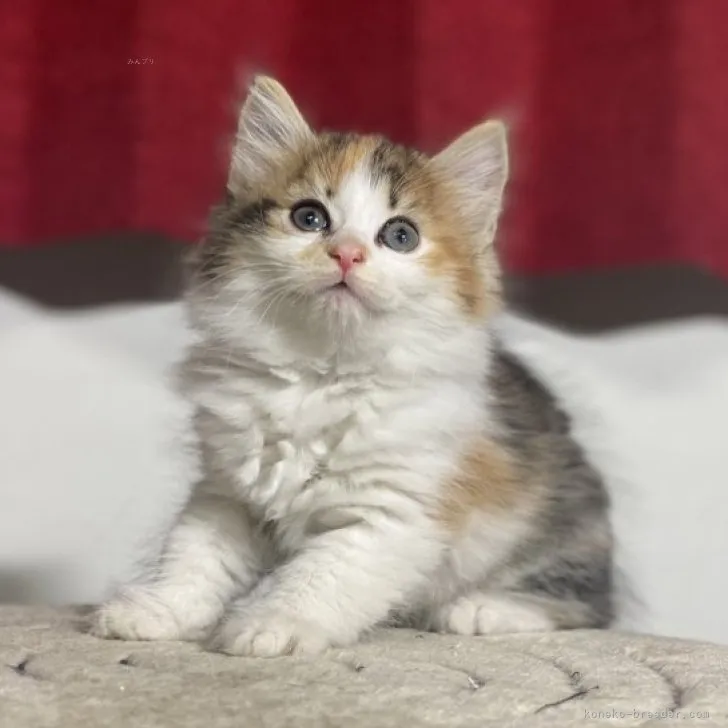 ID:2311-00417の子猫