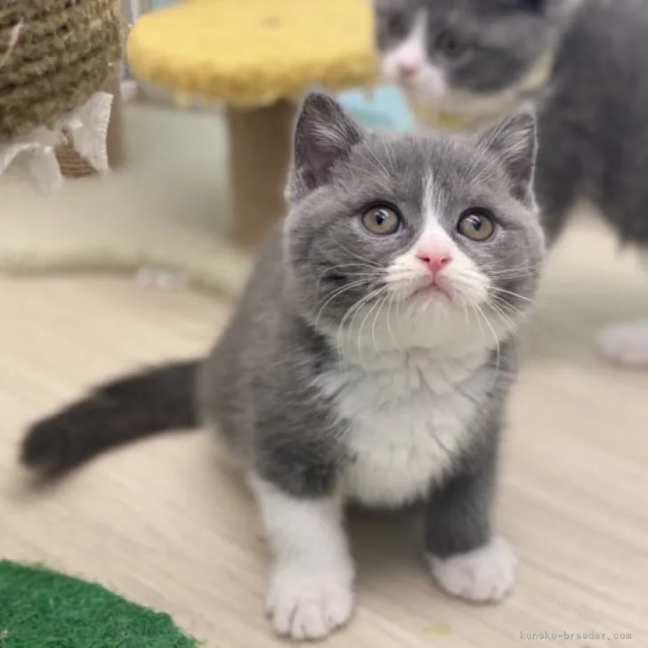 ID:2311-00850の子猫