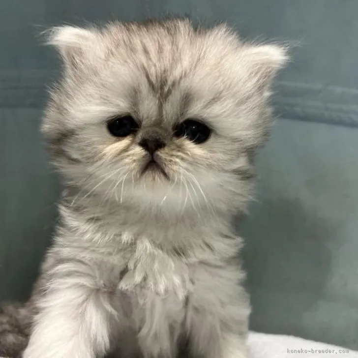 ID：2303-00113の子猫