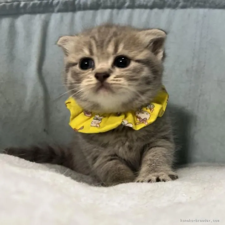 ID:2210-02146の子猫