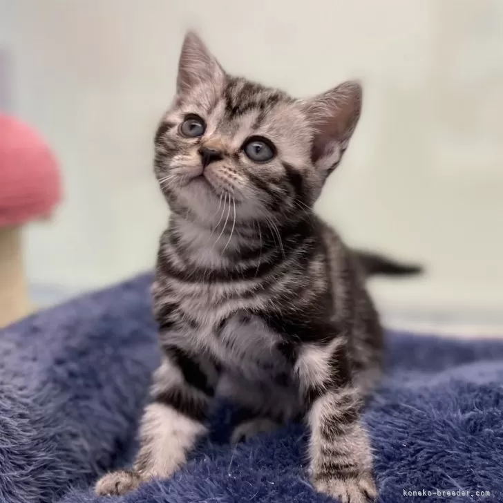 ID：2401-00400の子猫