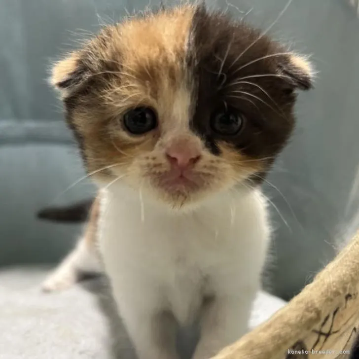 ID：2210-01240の子猫