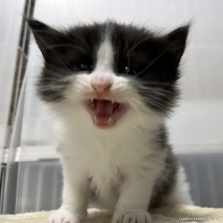 ID：2303-01708の子猫