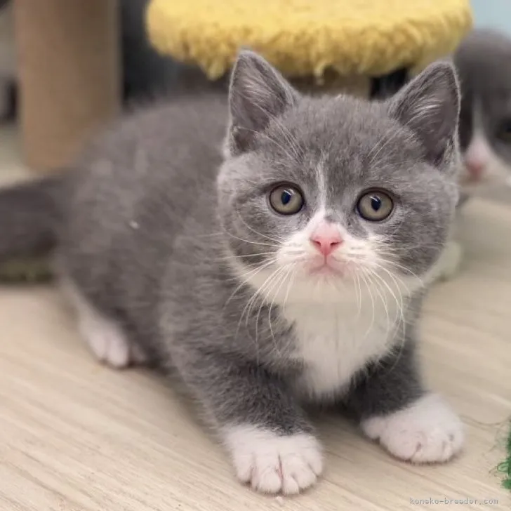 ID:2311-00851の子猫