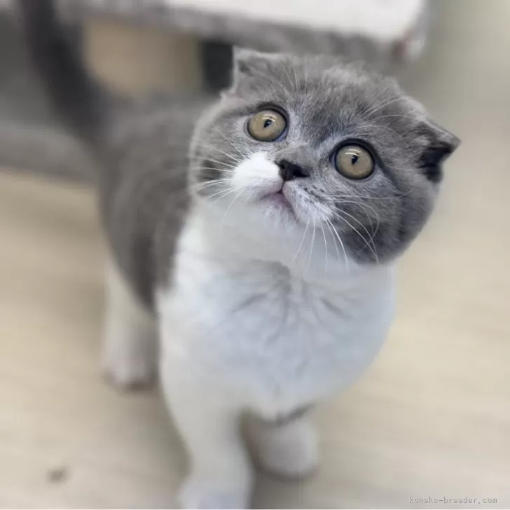 ID:2408-01537の子猫