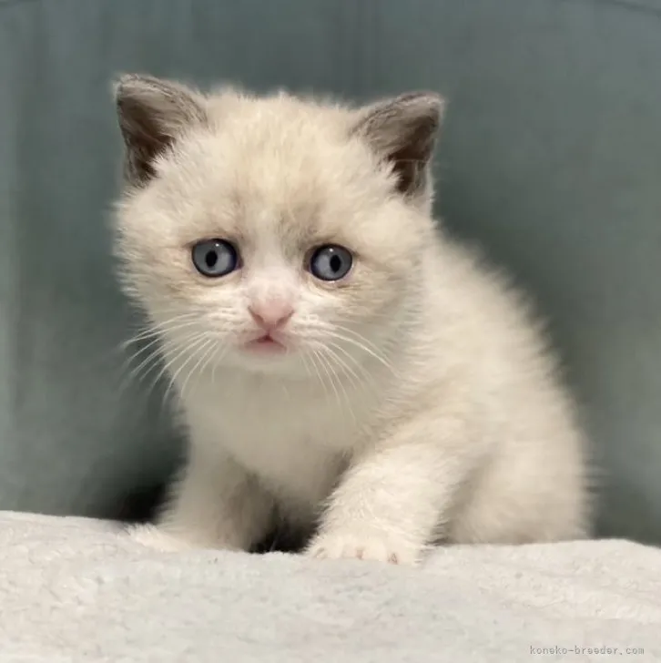 ID:2304-00807の子猫