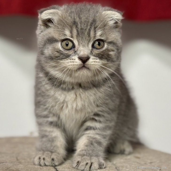 【中古】 かわいい子猫の大行進 思わずだきしめたくなる！/立風書房 中古】 かわいい子猫の大行進 思わずだきしめたくなる！ （立風